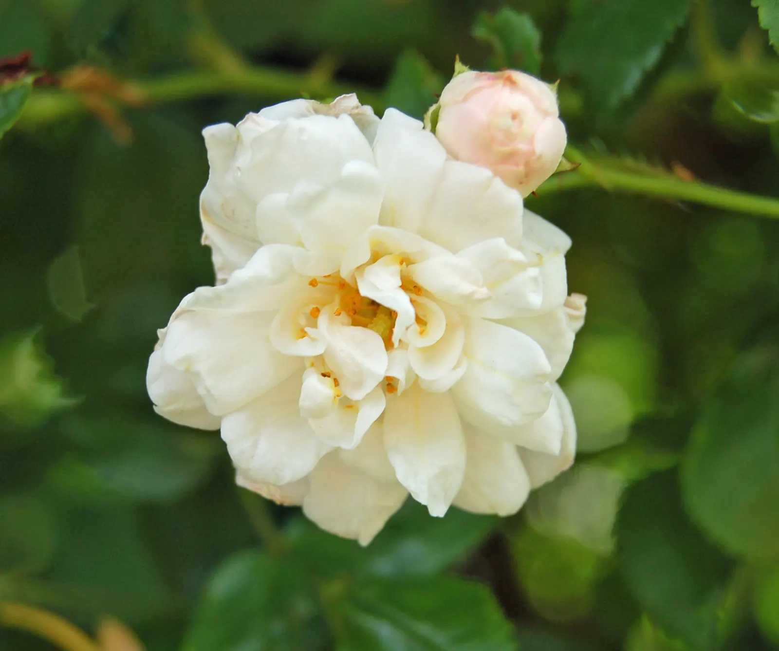 Wild Rose (Rosa Californica 'Plena') — is a robust shrub reaching 3-6 feet in height and spreading up to 6 feet wide