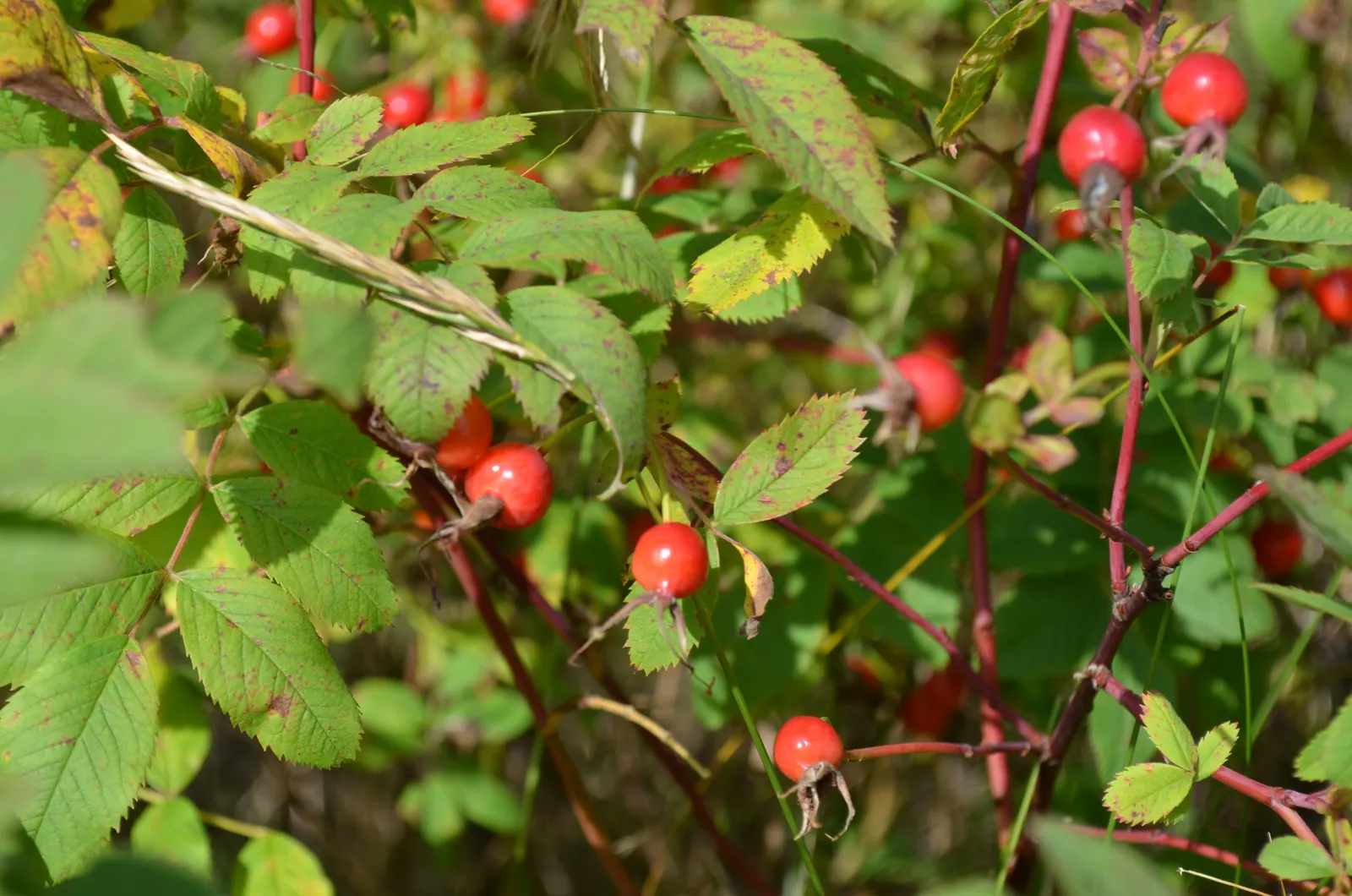 Wild Rose (Rosa Californica 'Plena') — shrub / vine with pink blooms; the plant's flowering season extends into the fall
