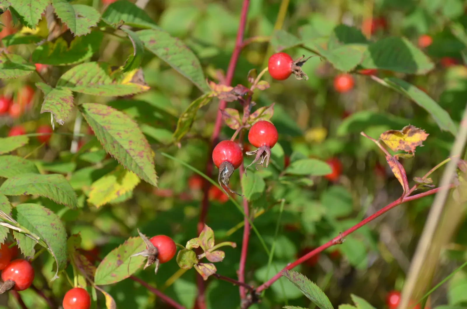 Wild Rose (Rosa Californica 'Plena') — ideal for attracting pollinators like bees and butterflies; this rose blooms from late spring to fall