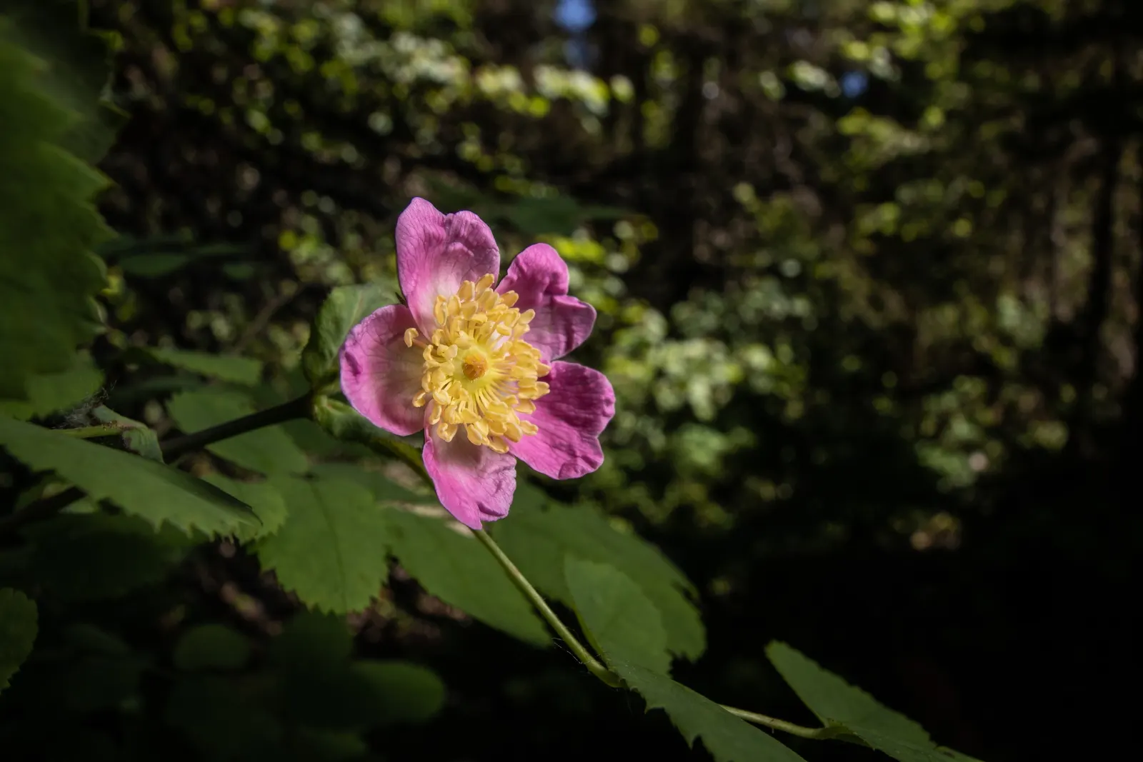 Wild Rose (Rosa Californica 'Plena') — is a robust shrub reaching 3-6 feet in height and spreading up to 6 feet wide; while its pinnately compound leaves