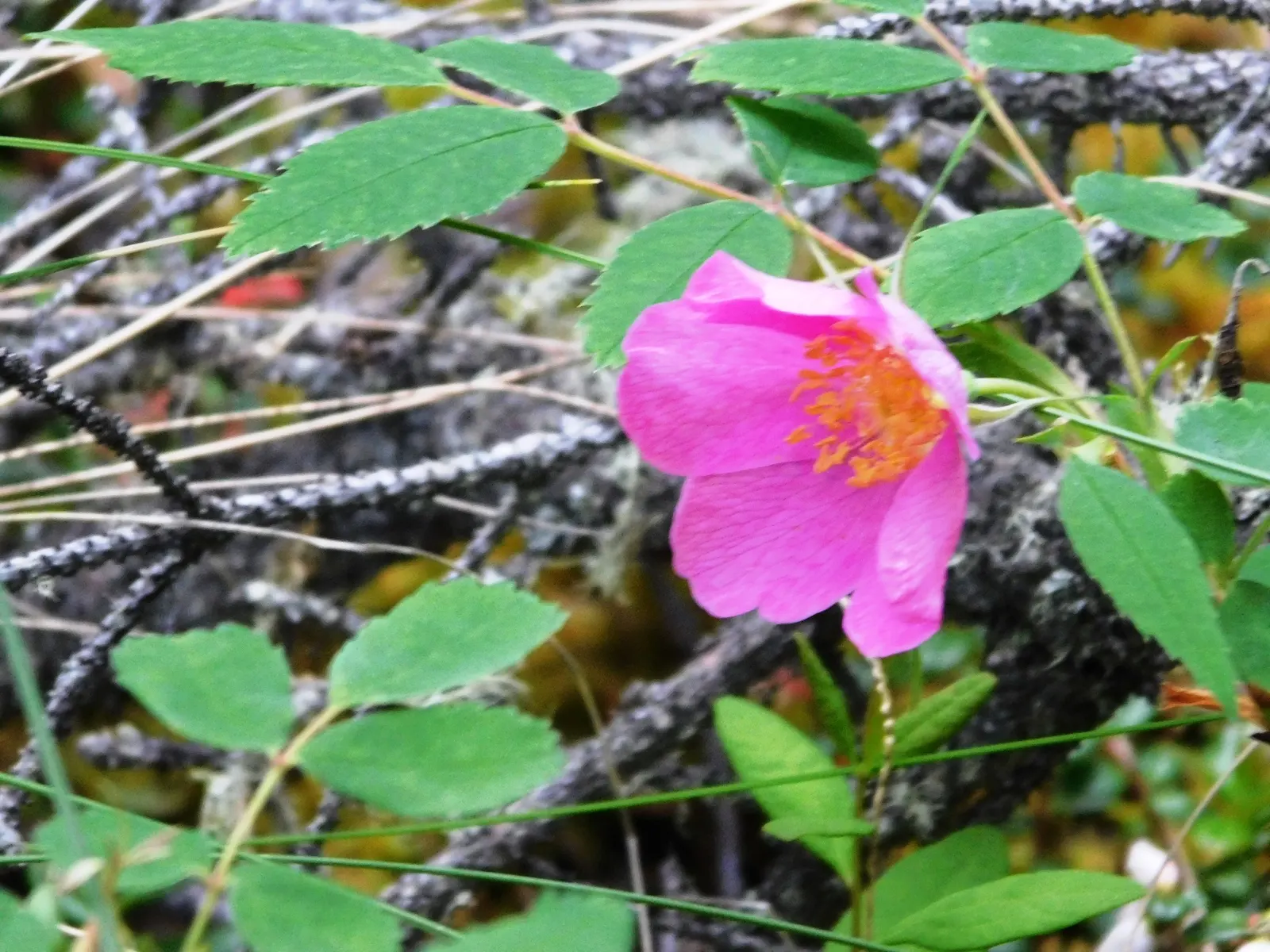 Wild Rose (Rosa Californica 'Plena') — is a robust shrub reaching 3-6 feet in height and spreading up to 6 feet wide; while its pinnately compound, image 58