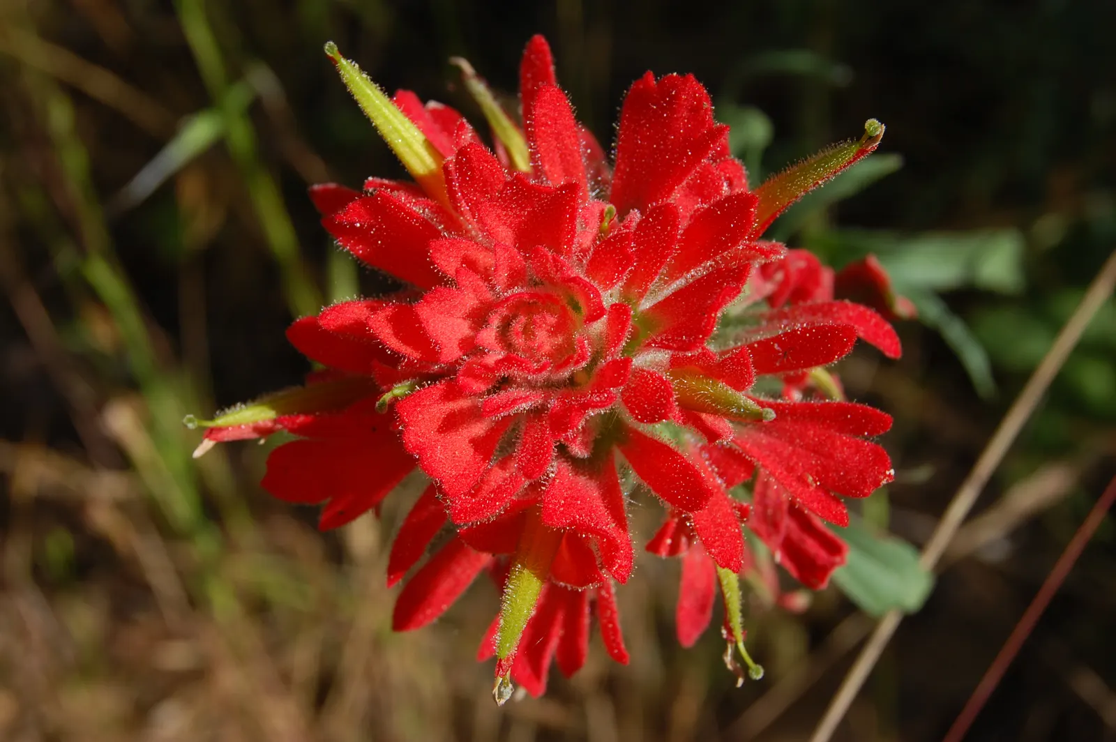 Indian Paintbrush (Castilleja Affinis) — which are tubular and greenish.<br><br>For a successful landscape integration; when composing your garden, image 150