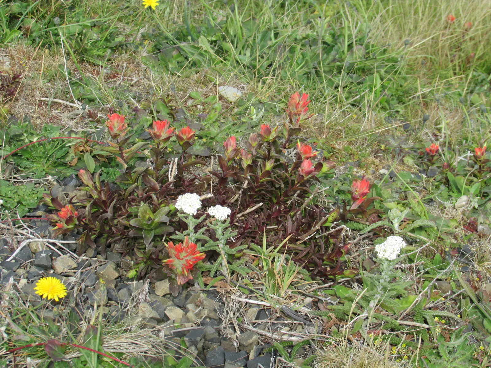 Indian Paintbrush (Castilleja Affinis) — It prefers well-draining soils and can tolerate drought; positioning these vibrant plants in full sun to, image 138