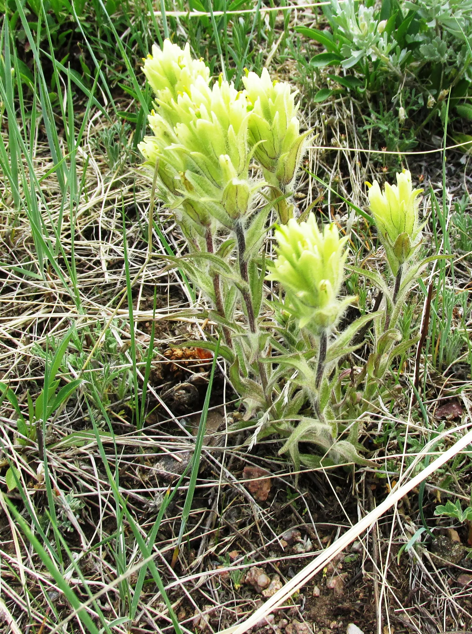 Indian Paintbrush (Castilleja Affinis) — When composing your garden; which can serve as a subtle backdrop to its fiery floral display, image 102