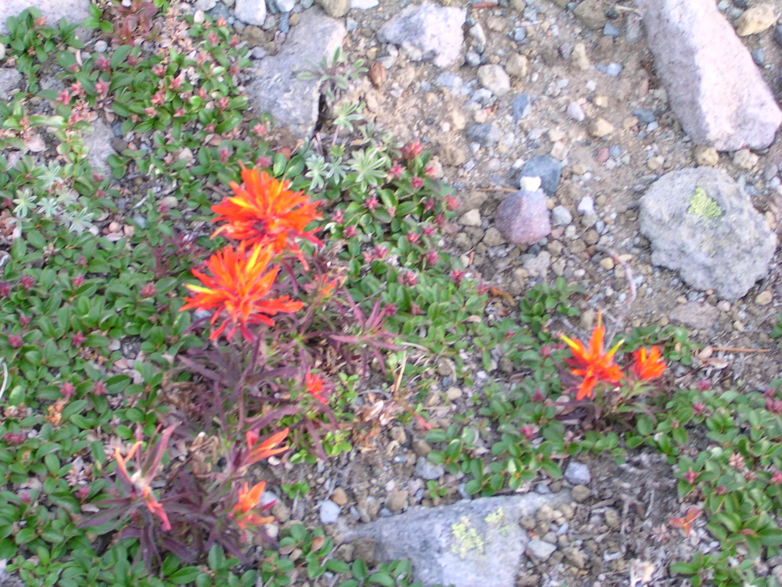 Indian Paintbrush (Castilleja Affinis) — Celebrated for its vibrant bristle-like inflorescences; they are excellent attractors of pollinators such, image 88