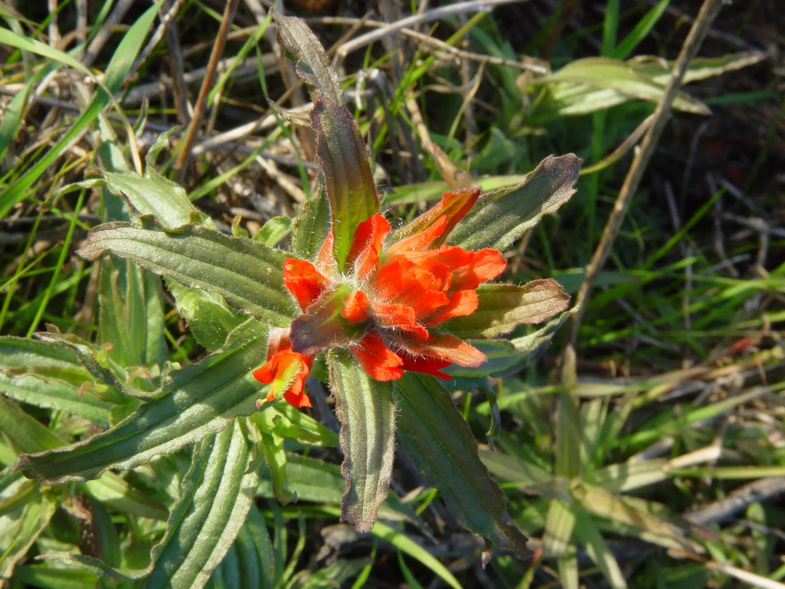 Indian Paintbrush (Castilleja Affinis) — they are excellent attractors of pollinators such as hummingbirds and bees; use them in groups or as, image 154