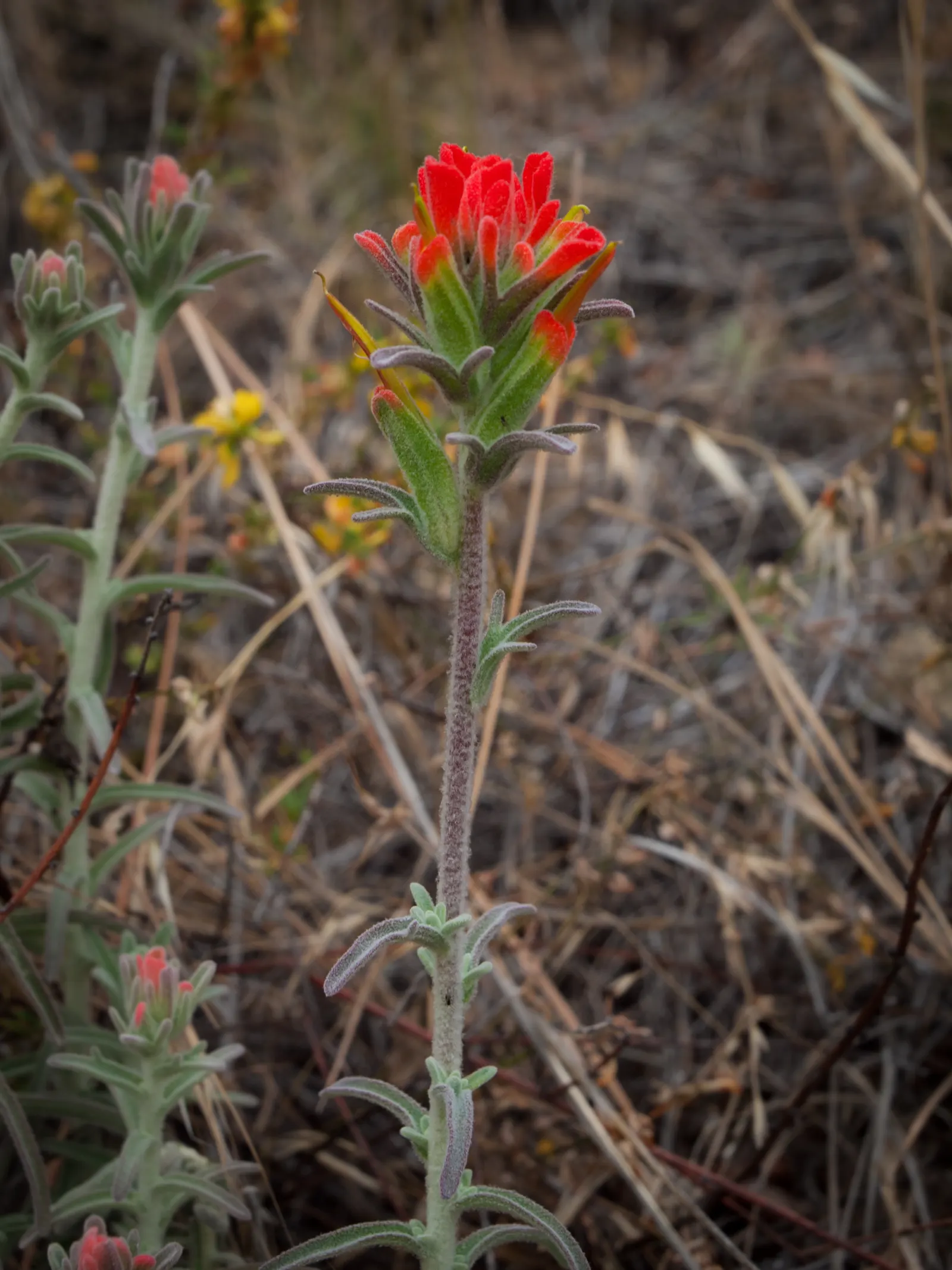 Indian Paintbrush (Castilleja Affinis) — Indian Paintbrush, Castilleja affinis, is a vibrant perennial known for its fiery red-orange bracts; plant, image 109