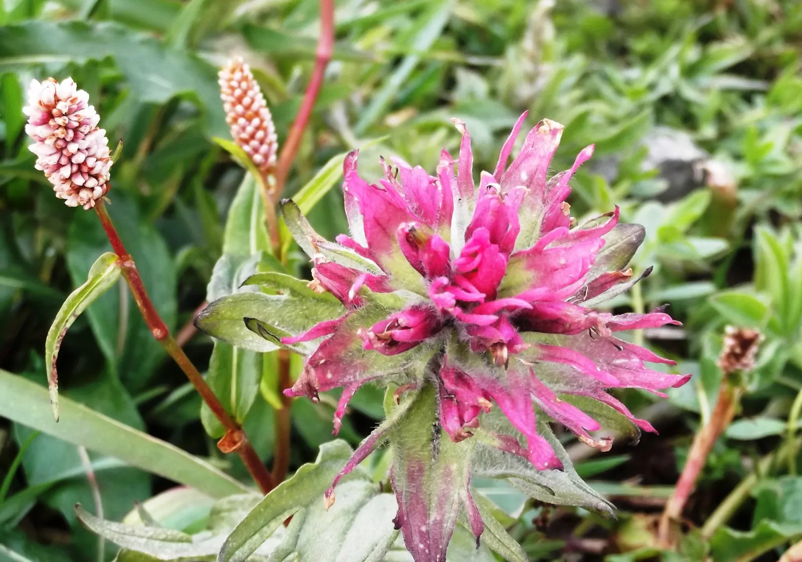 Indian Paintbrush (Castilleja Affinis) — Drought-tolerant once established, it requires minimal supplemental water; indian Paintbrush, Castilleja, image 97