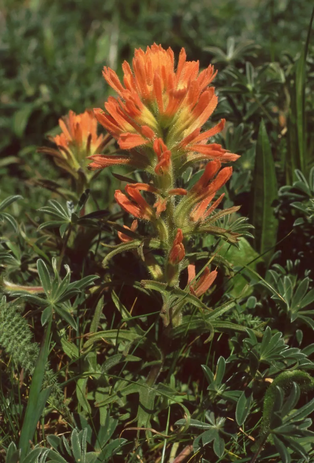 Indian Paintbrush (Castilleja Affinis) — This makes Castilleja affinis a suitable candidate for xeriscaping.<br><br>In a landscape design; this, image 152