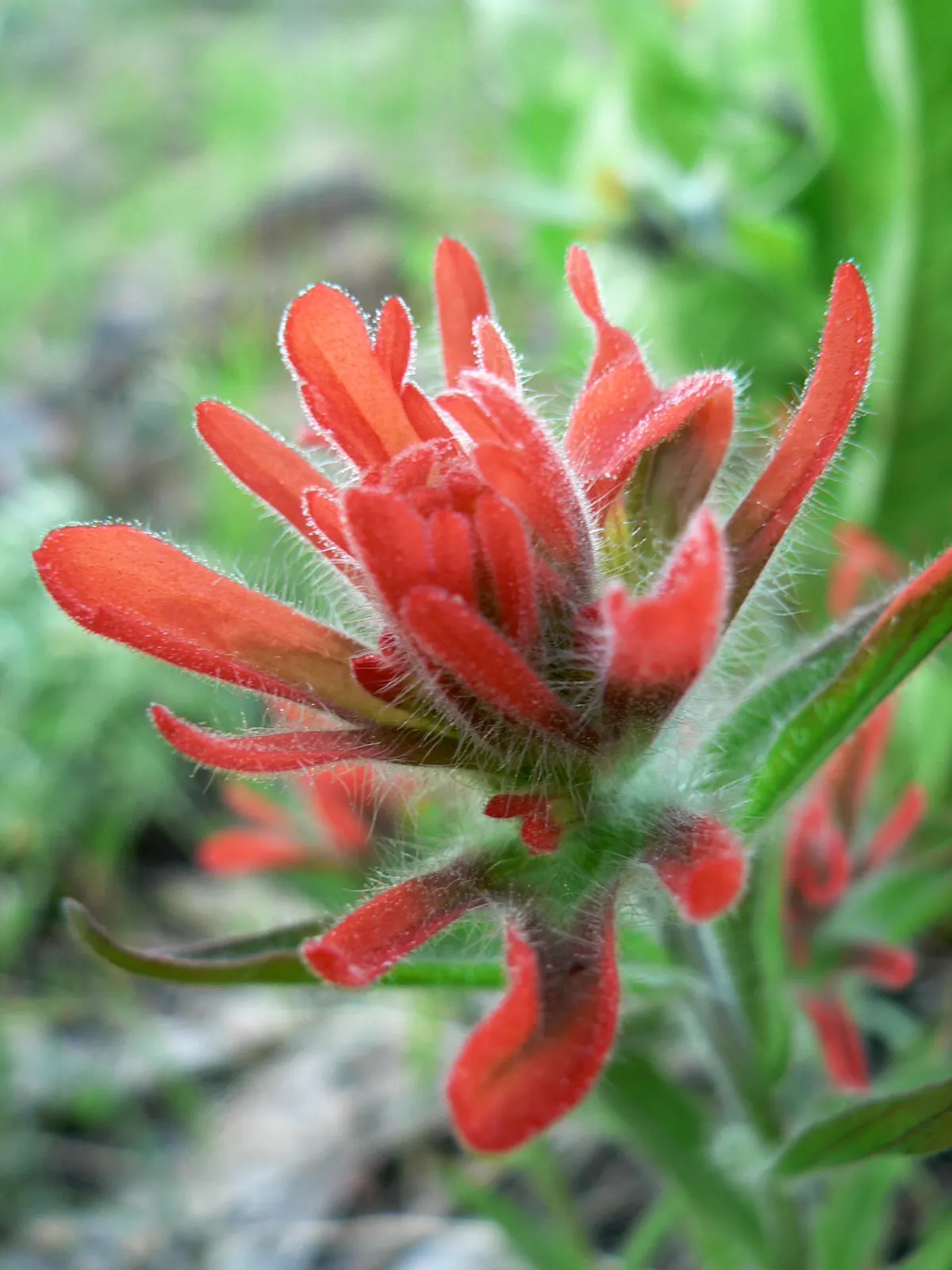 Indian Paintbrush (Castilleja Affinis) — they are excellent attractors of pollinators such as hummingbirds and bees; use them in groups or as, image 100