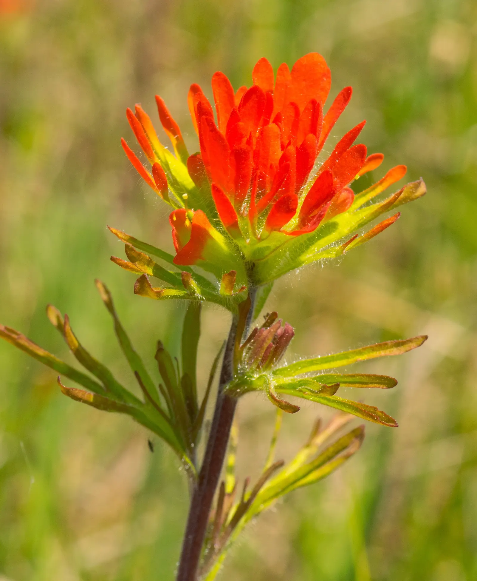 Indian Paintbrush (Castilleja Affinis) — It prefers well-draining soils and can tolerate drought; positioning these vibrant plants in full sun to, image 84