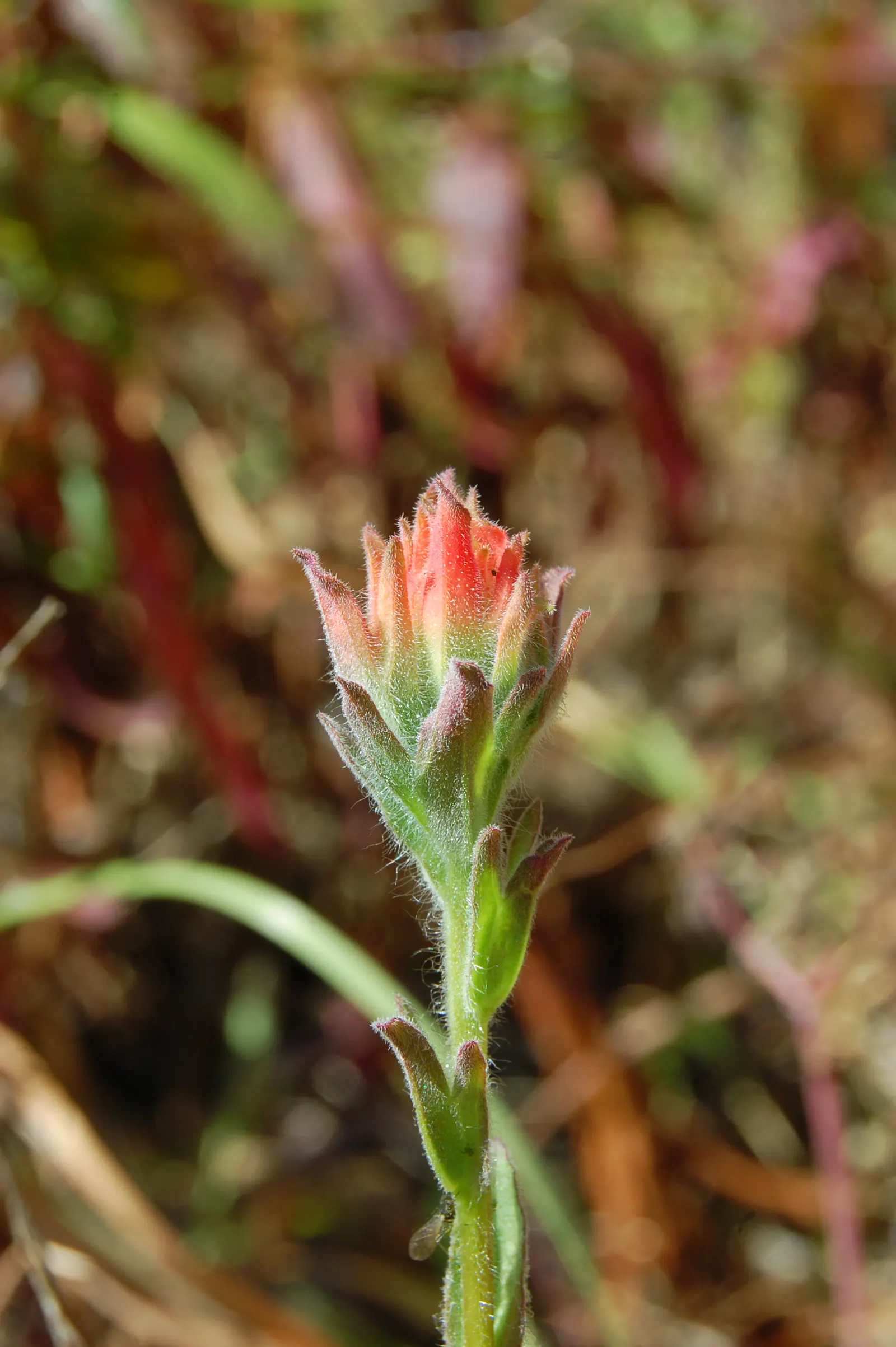 Indian Paintbrush (Castilleja Affinis) — Celebrated for its vibrant bristle-like inflorescences; they are excellent attractors of pollinators such, image 142