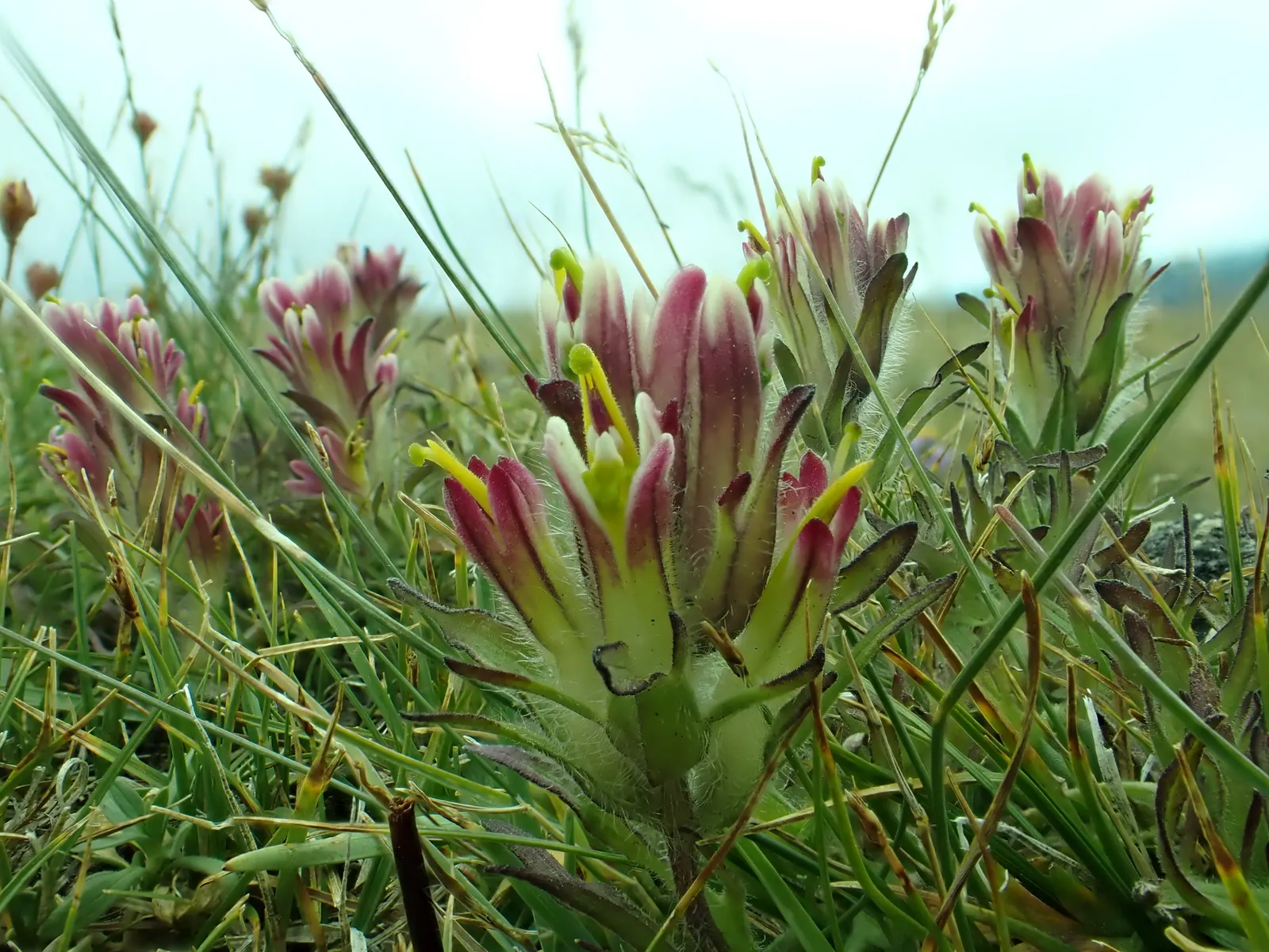 Indian Paintbrush (Castilleja Affinis) — is a perennial wildflower native to the western coastal regions of North America; are actually modified, image 114
