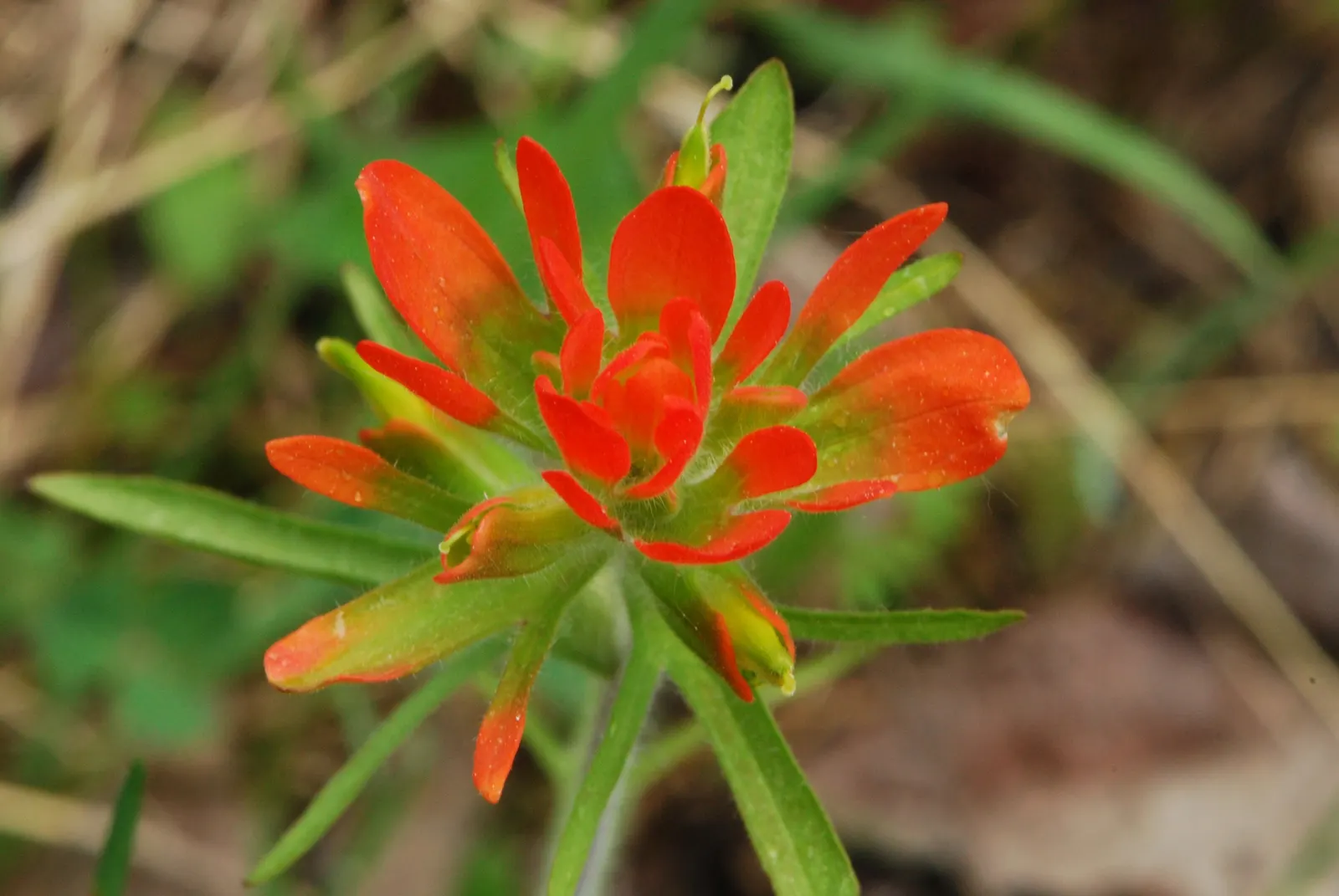 Indian Paintbrush (Castilleja Affinis) — Native to western North America, it thrives in full sun, reaching 1-2 feet in height; observed from late, image 110