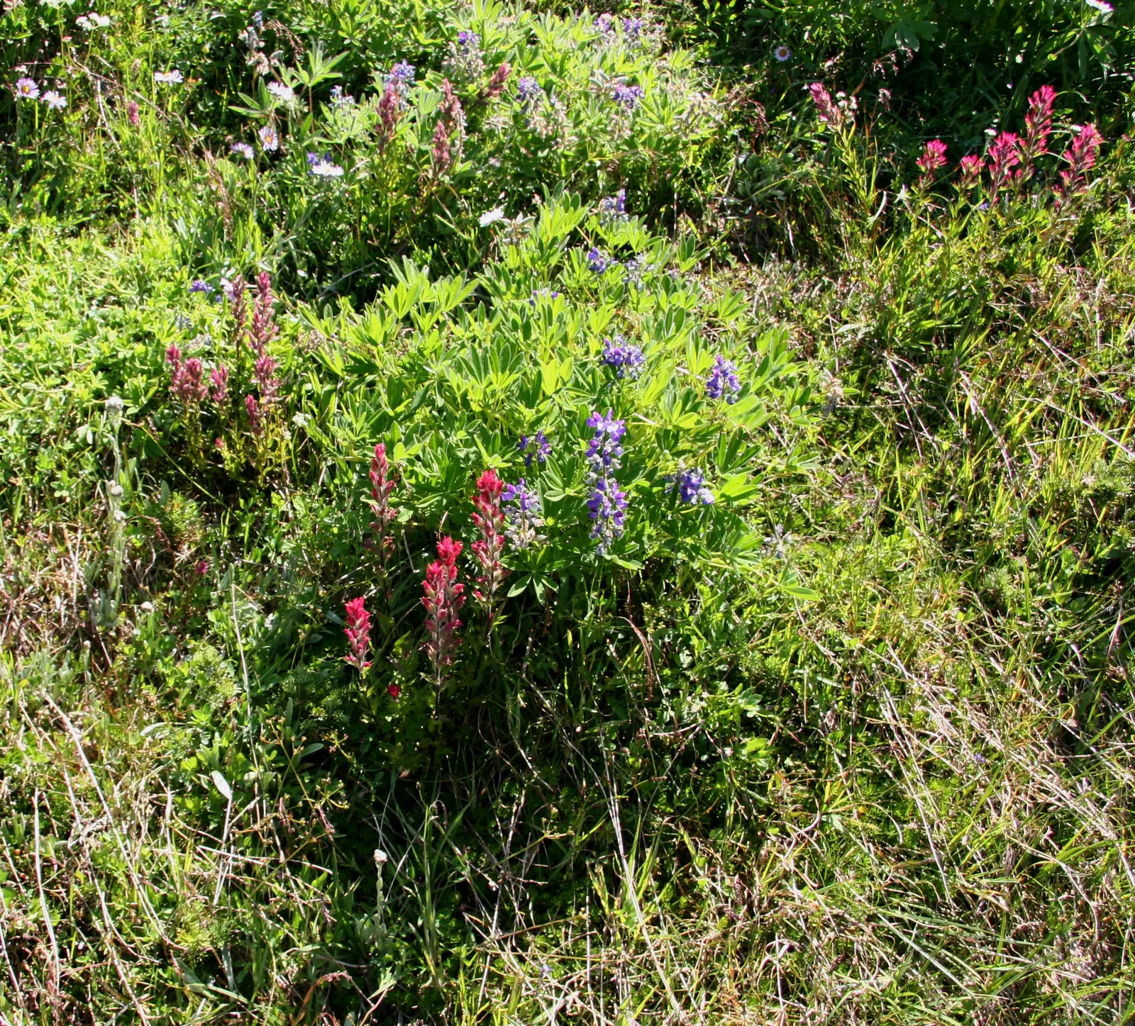 Indian Paintbrush (Castilleja Affinis) — perennial for full; bringing both visual interest and habitat support to your landscape, image 81