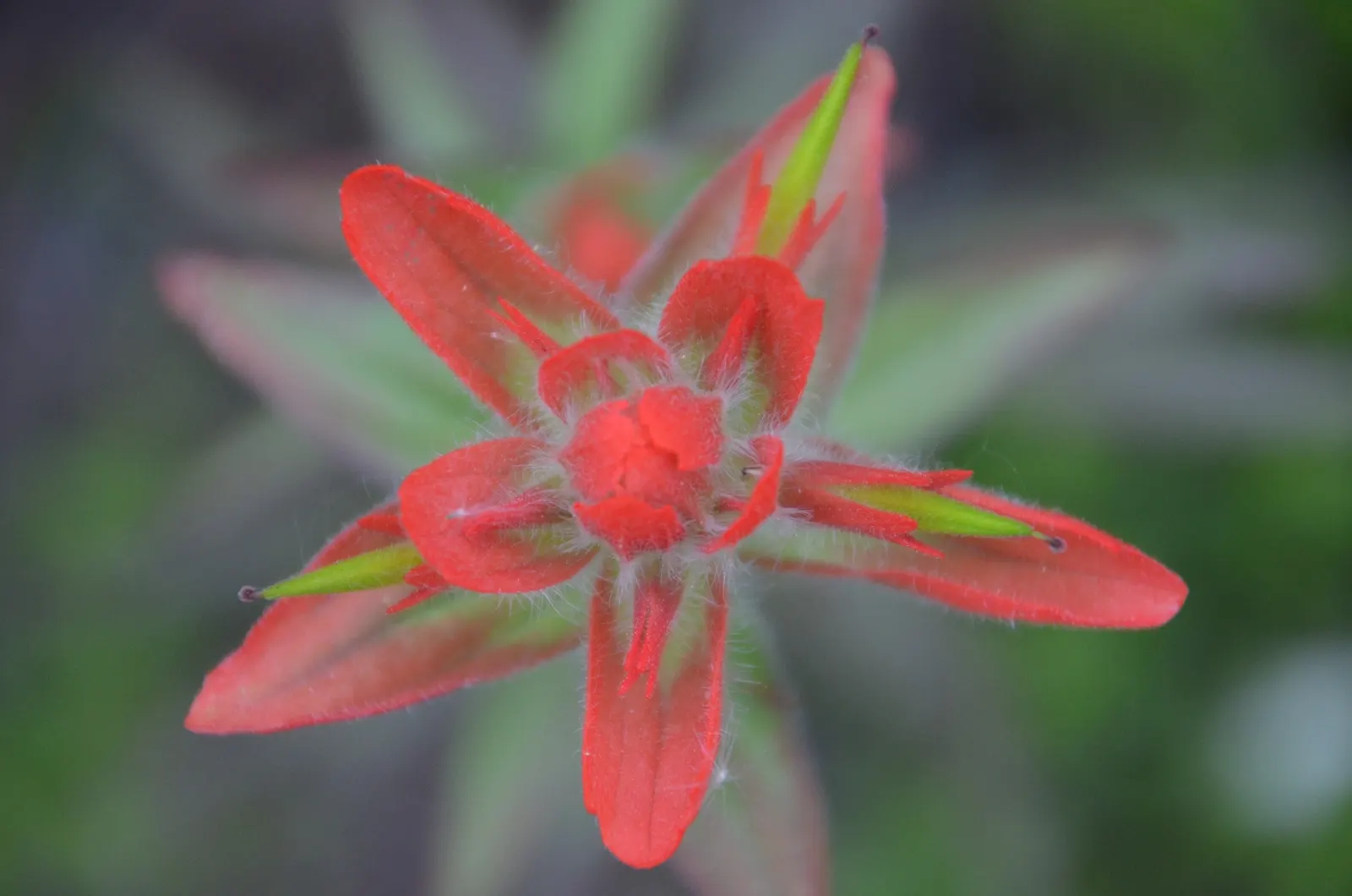 Indian Paintbrush (Castilleja Affinis) — When composing your garden; which can serve as a subtle backdrop to its fiery floral display, image 156
