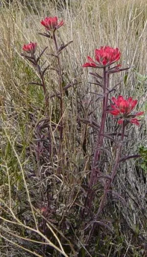 Indian Paintbrush (Castilleja Affinis) — Indian Paintbrush, Castilleja affinis, is a vibrant perennial known for its fiery red-orange bracts; plant, image 82