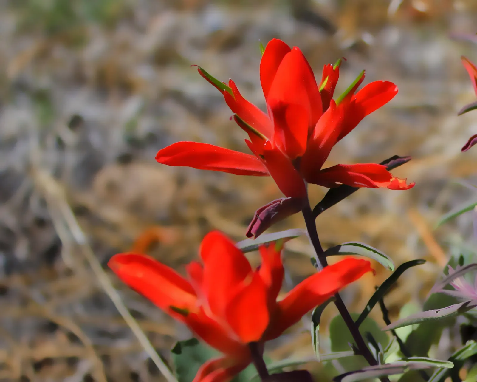 Indian Paintbrush (Castilleja Affinis) — which can serve as a subtle backdrop to its fiery floral display; is a perennial wildflower native to the, image 90