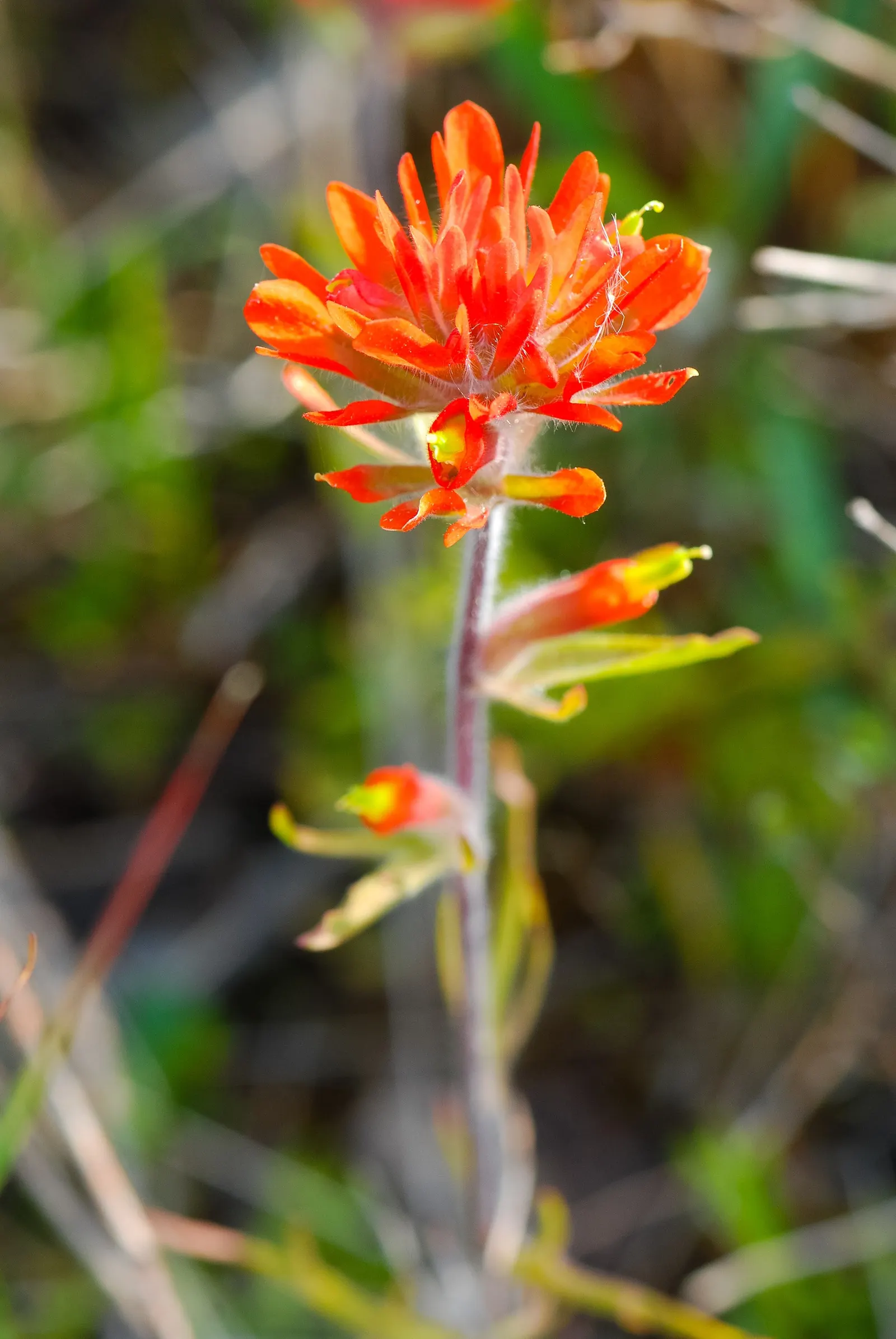Indian Paintbrush (Castilleja Affinis) — orange and pink and red flowers in the garden; the "flowers" of the Indian Paintbrush, image 106