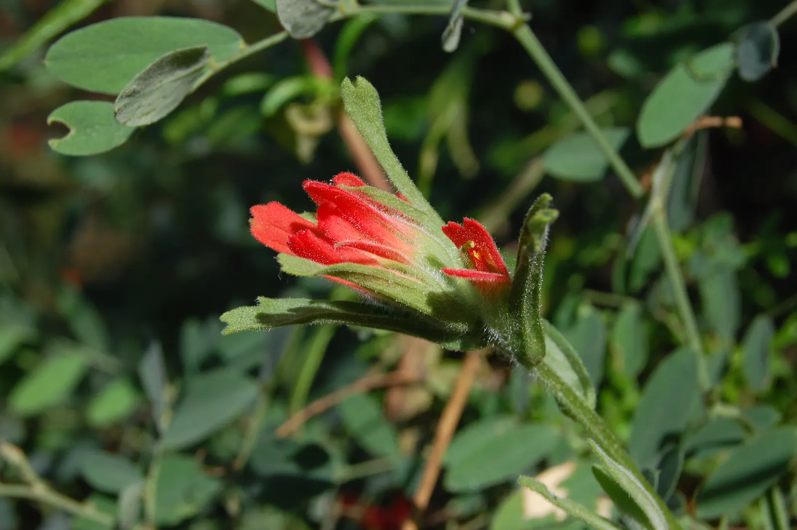 Indian Paintbrush (Castilleja Affinis) — creating the illusion of a painter\'s brush dipped in paint, image 149