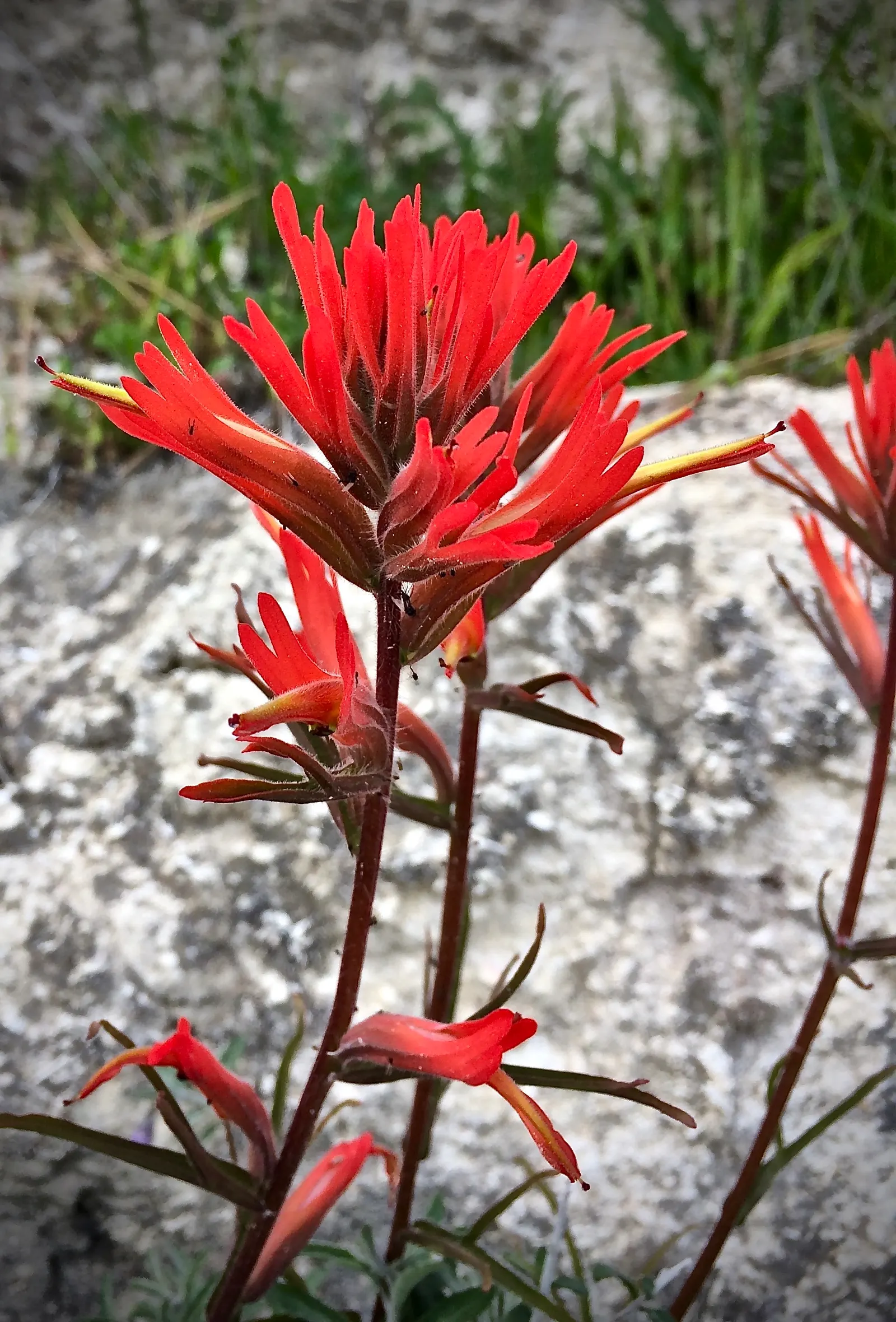 Indian Paintbrush (Castilleja Affinis) — bringing both visual interest and habitat support to your landscape; it prefers well-draining soils and, image 105