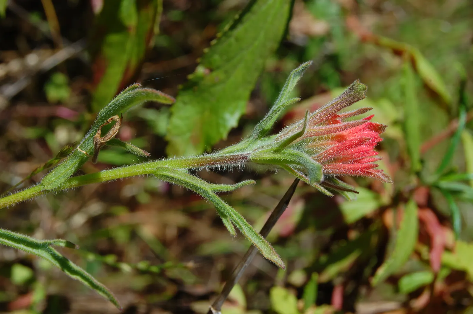 Indian Paintbrush (Castilleja Affinis) — Plant in clusters for a striking visual impact; orange and pink and red flowers in the garden, image 139