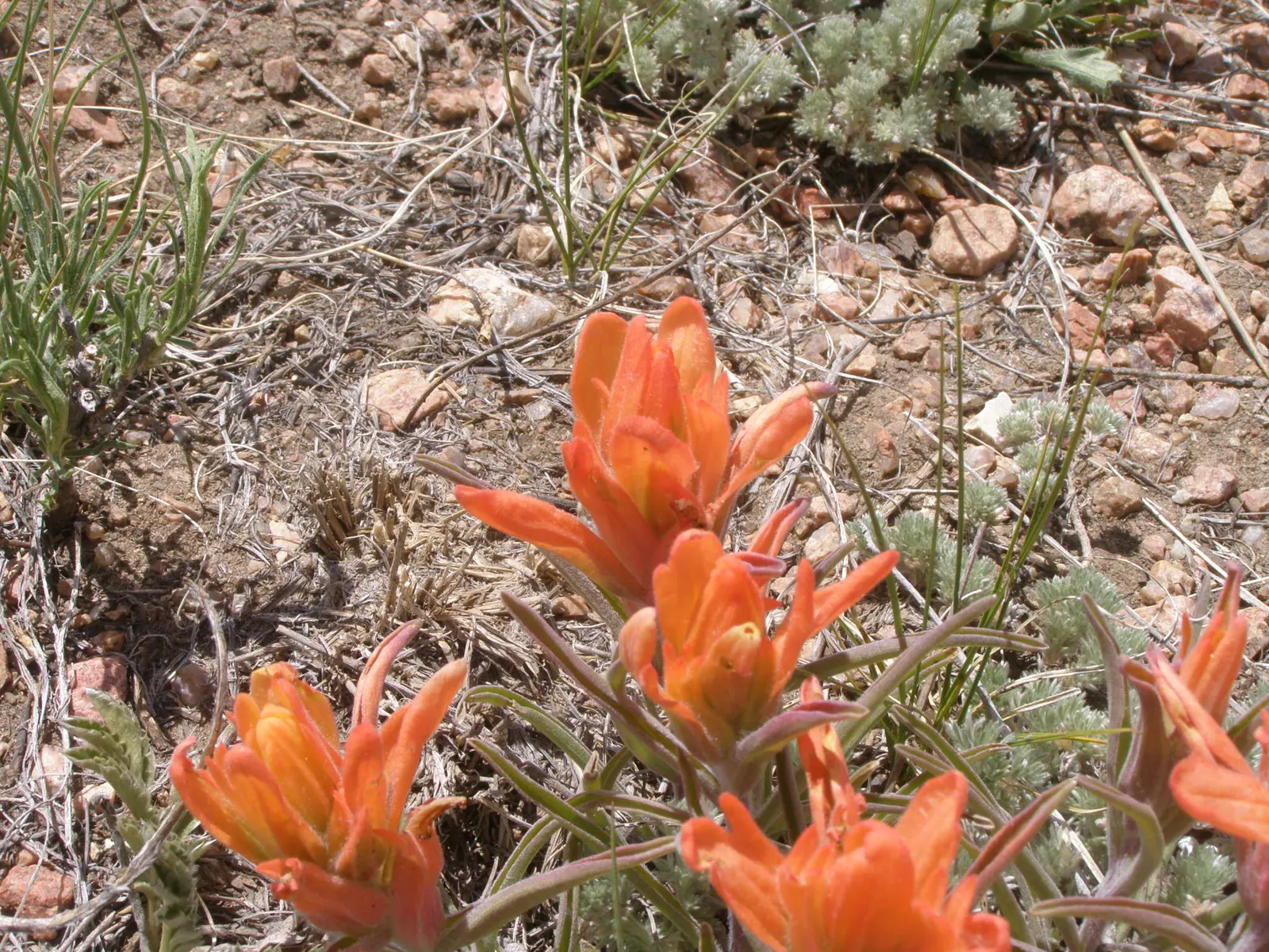Indian Paintbrush (Castilleja Affinis) — is a perennial wildflower native to the western coastal regions of North America; are actually modified, image 87