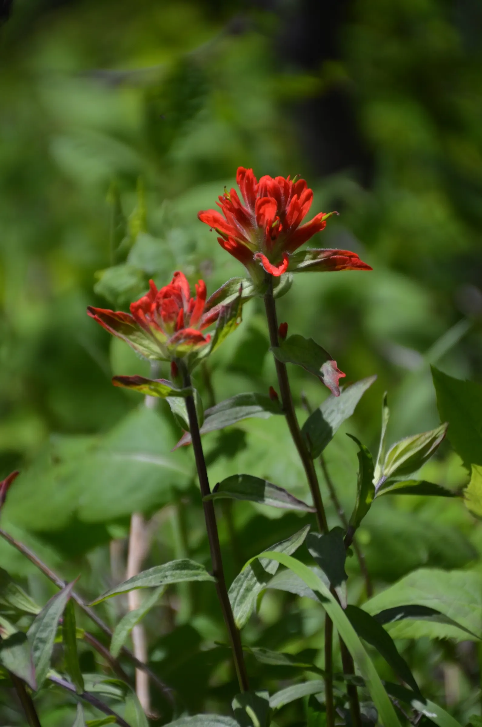 Indian Paintbrush (Castilleja Affinis) — This makes Castilleja affinis a suitable candidate for xeriscaping.<br><br>In a landscape design; this, image 98