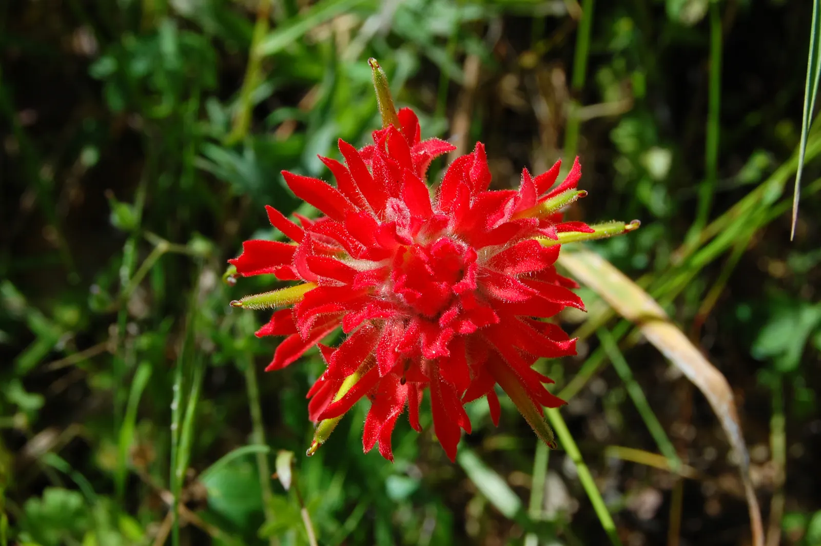 Indian Paintbrush (Castilleja Affinis) — Indian Paintbrush, Castilleja affinis, is a vibrant perennial known for its fiery red-orange bracts; plant, image 136