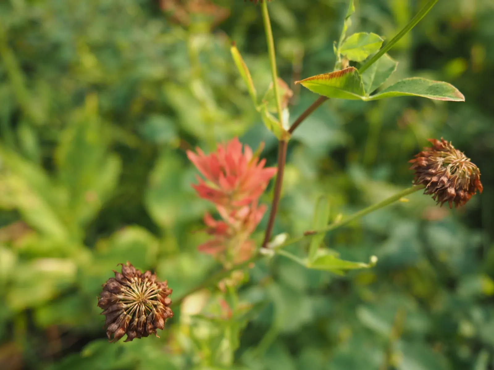 Indian Paintbrush (Castilleja Affinis) — positioning these vibrant plants in full sun to partial shade will maximize their blooming potential, image 99