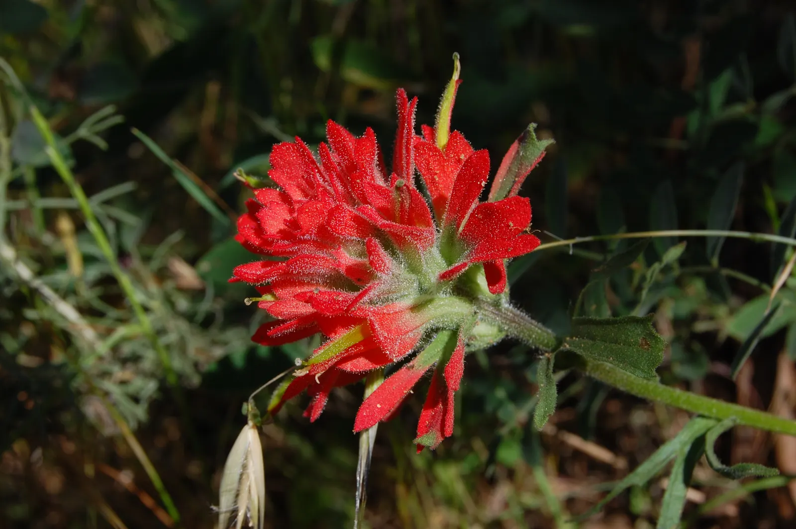 Indian Paintbrush (Castilleja Affinis) — is a perennial wildflower native to the western coastal regions of North America; are actually modified, image 141