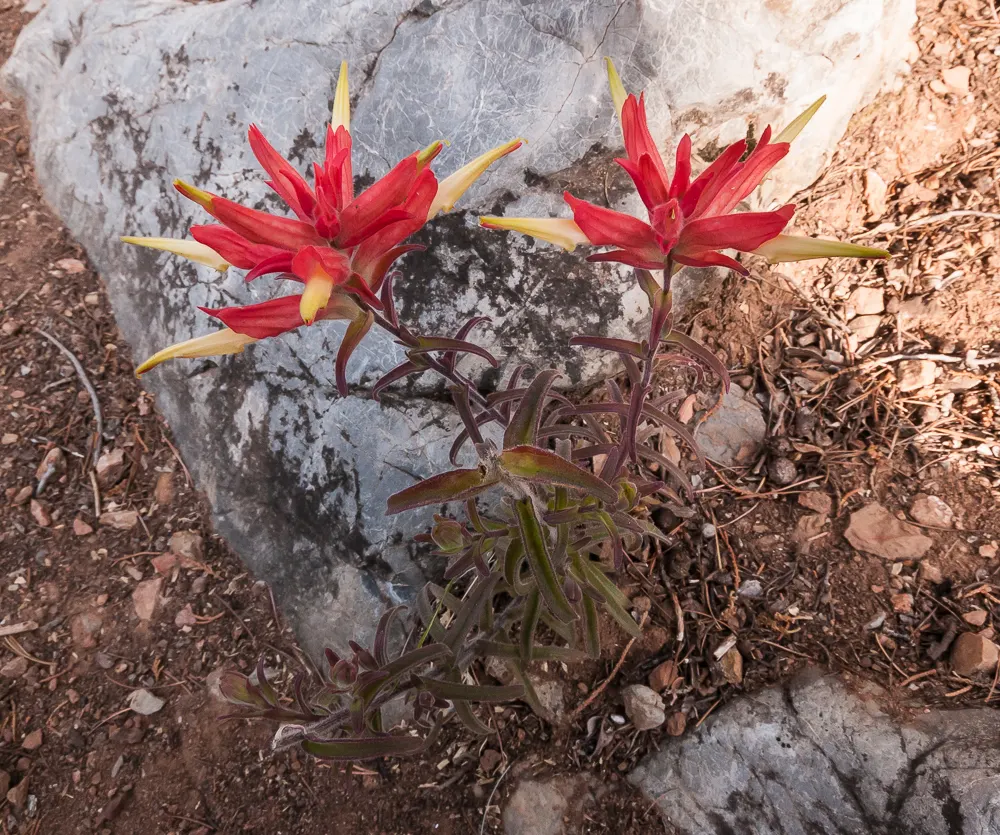 Indian Paintbrush (Castilleja Affinis) — Celebrated for its vibrant bristle-like inflorescences; they are excellent attractors of pollinators such, image 115