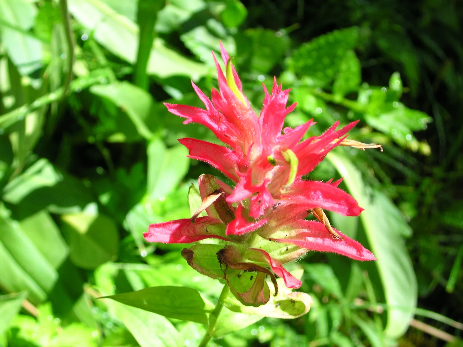Indian Paintbrush (Castilleja Affinis) — this plant can reach a modest height of approximately 1 to 2 feet; perennial with orange and pink and red, image 89