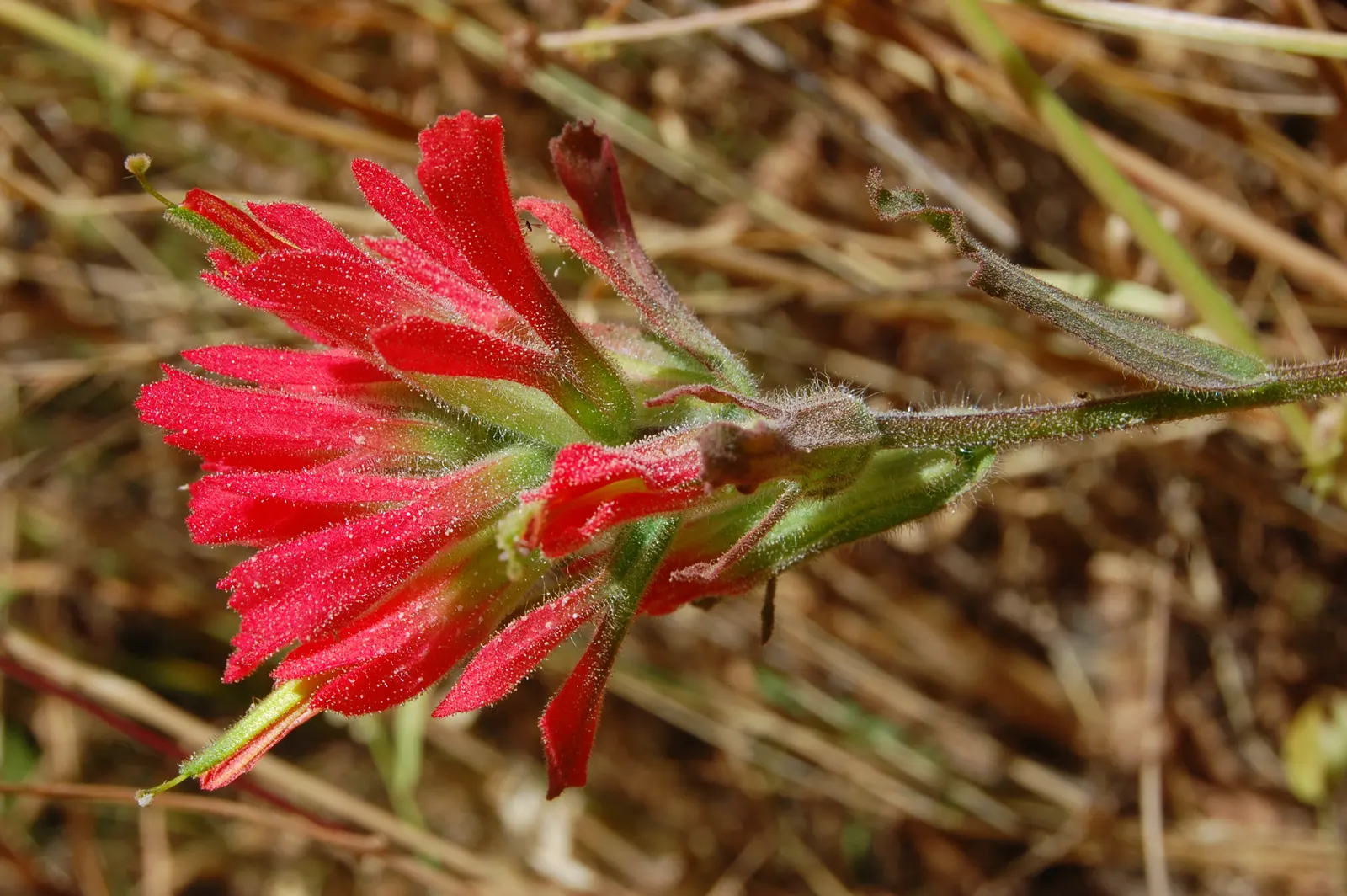 Indian Paintbrush (Castilleja Affinis) — scientifically known as Castilleja affinis, image 140