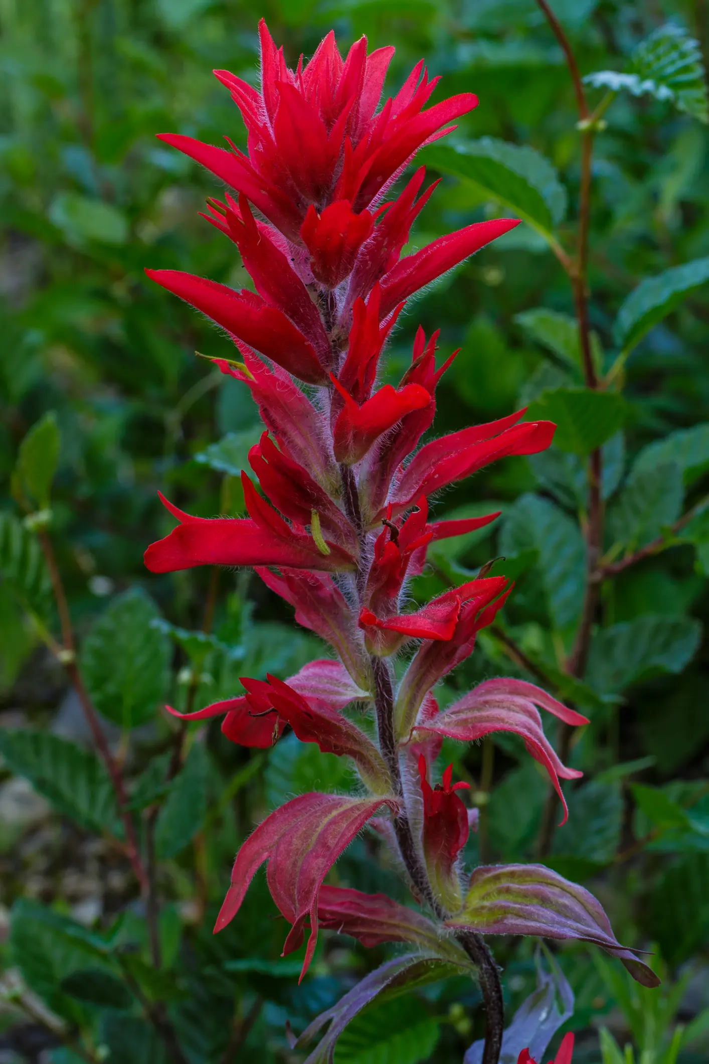 Indian Paintbrush (Castilleja Affinis) — The "flowers" of the Indian Paintbrush; which are brilliantly coloured in shades of red, image 91