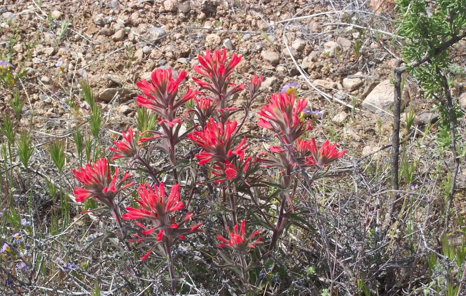Indian Paintbrush (Castilleja Affinis) — enhancing the ecological value of the garden; native to western North America, it thrives in full sun, image 101