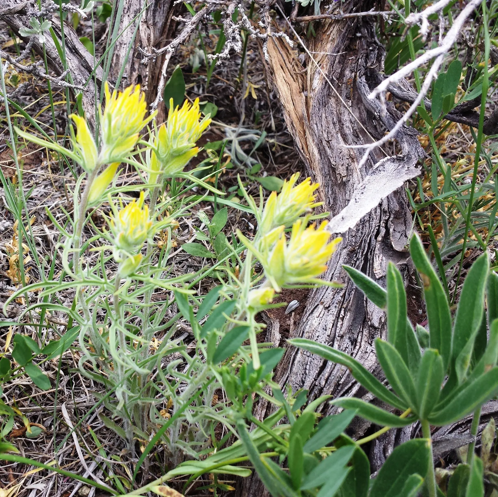 Indian Paintbrush (Castilleja Affinis) — Indian Paintbrush is a low-maintenance, image 104