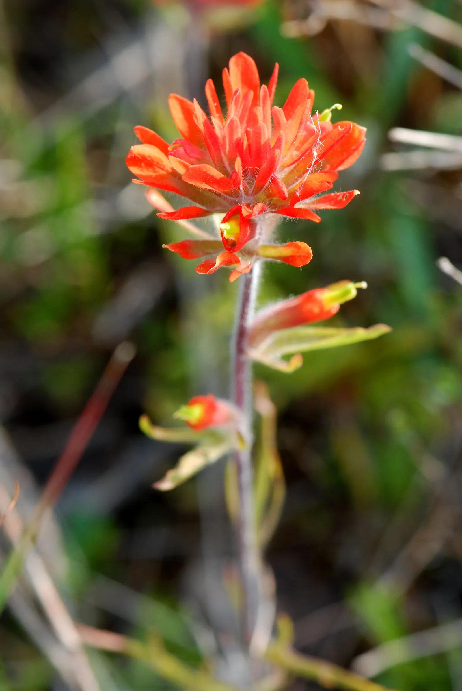 Indian Paintbrush (Castilleja Affinis) — Plant in clusters for a striking visual impact; orange and pink and red flowers in the garden, image 112