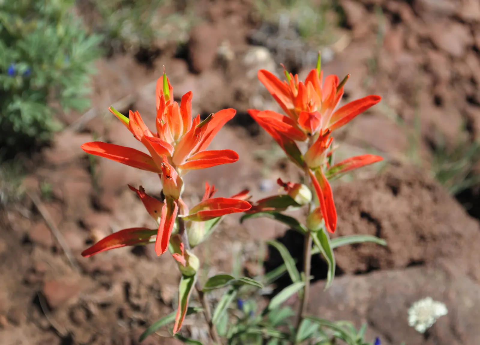 Indian Paintbrush (Castilleja Affinis) — scientifically known as Castilleja affinis, image 86