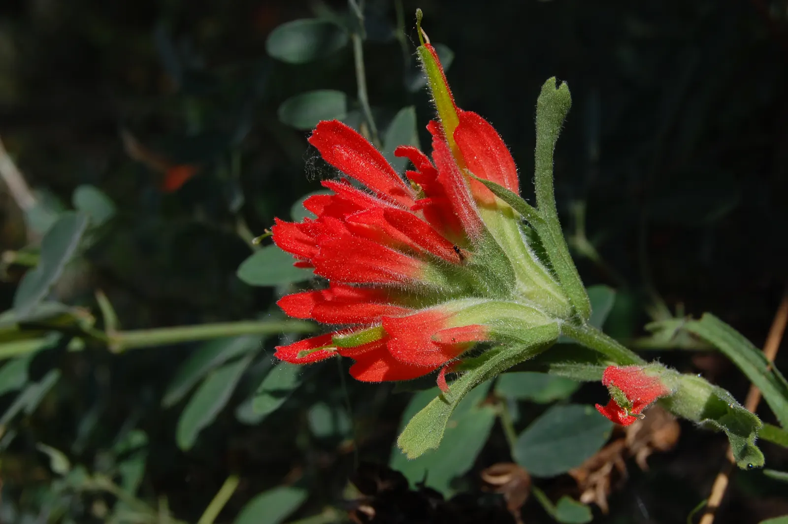 Indian Paintbrush (Castilleja Affinis) — Native to western North America, it thrives in full sun, reaching 1-2 feet in height; observed from late, image 137