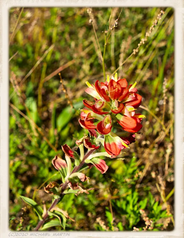 Indian Paintbrush (Castilleja Affinis) — which are tubular and greenish.<br><br>For a successful landscape integration; when composing your garden, image 96