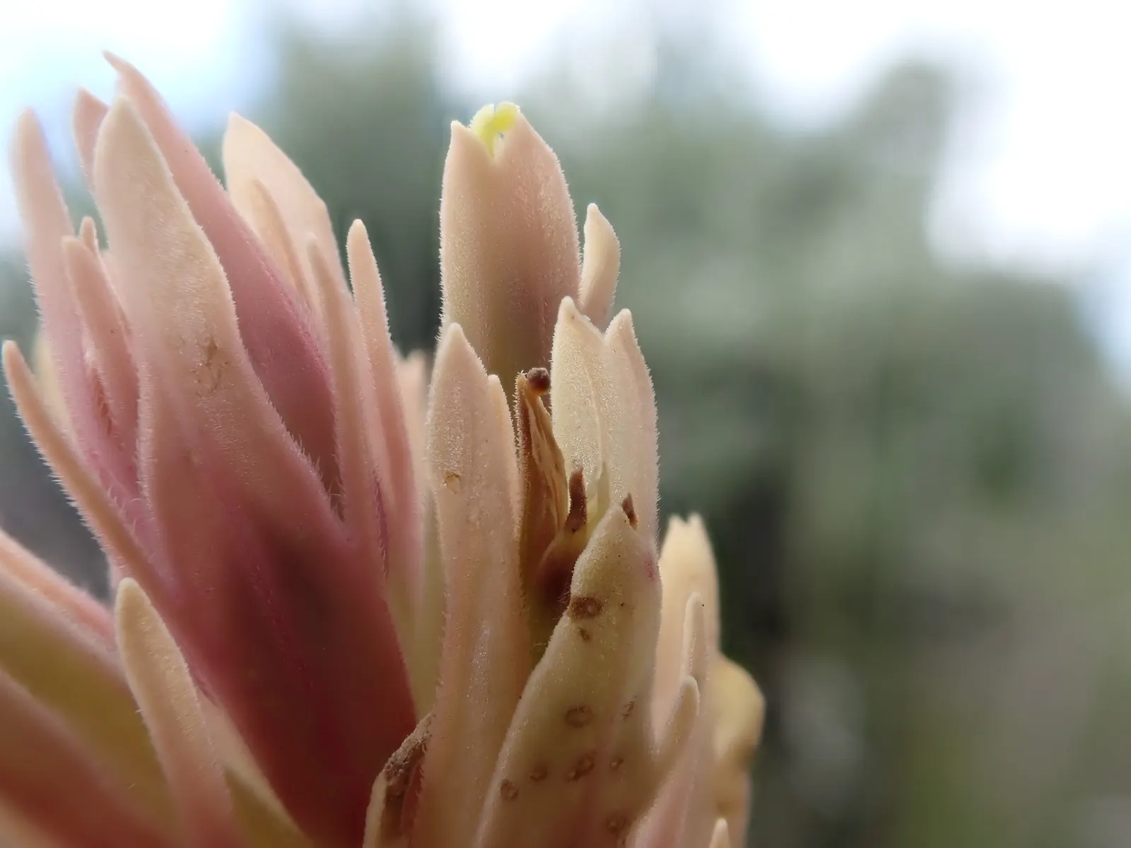 Indian Paintbrush (Castilleja Affinis) — which are brilliantly coloured in shades of red; celebrated for its vibrant bristle-like inflorescences, image 121