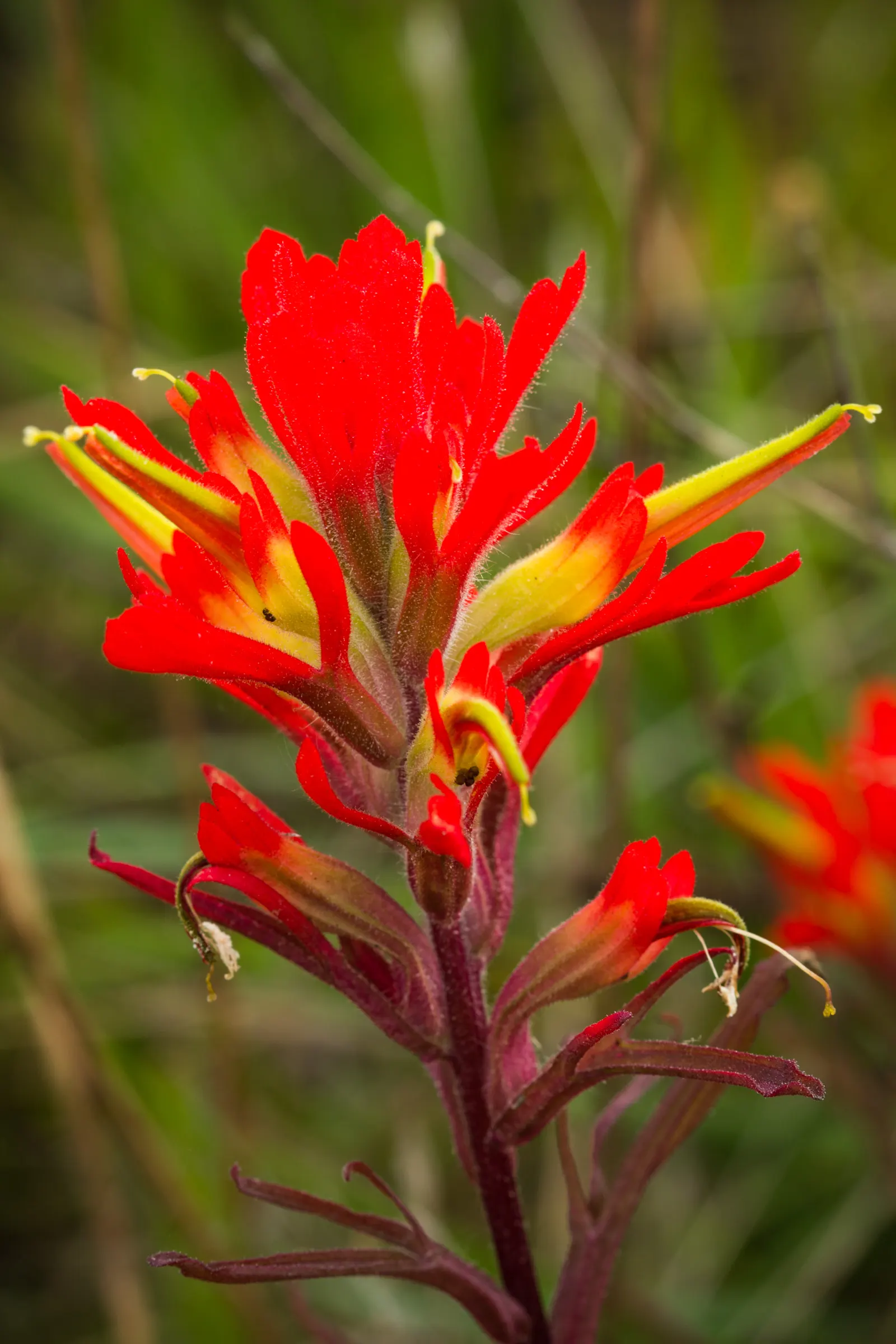 Indian Paintbrush (Castilleja Affinis) — observed from late spring to early summer; enhancing the ecological value of the garden, image 92