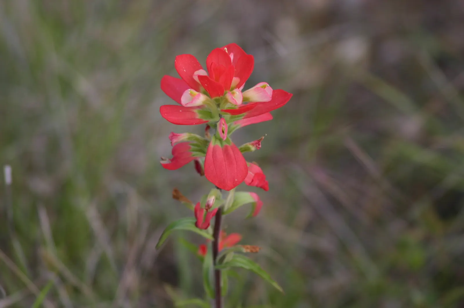 Indian Paintbrush (Castilleja Affinis) — which can serve as a subtle backdrop to its fiery floral display; is a perennial wildflower native to the, image 117