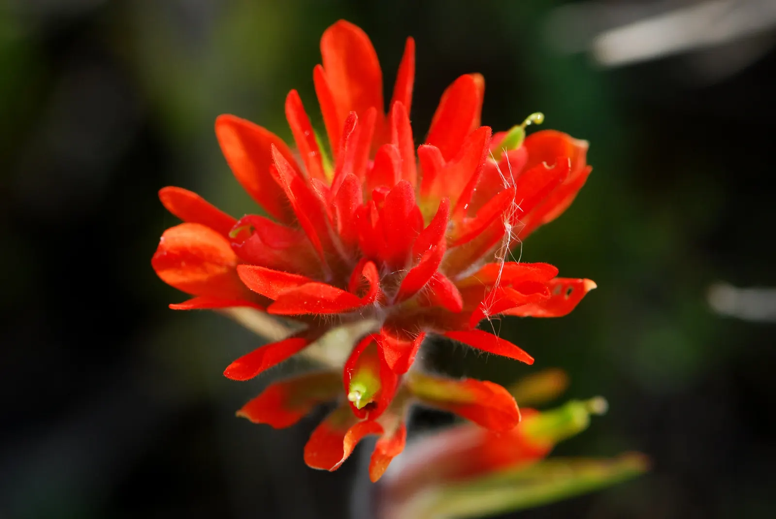 Indian Paintbrush (Castilleja Affinis) — Native to western North America, it thrives in full sun, reaching 1-2 feet in height; observed from late, image 83