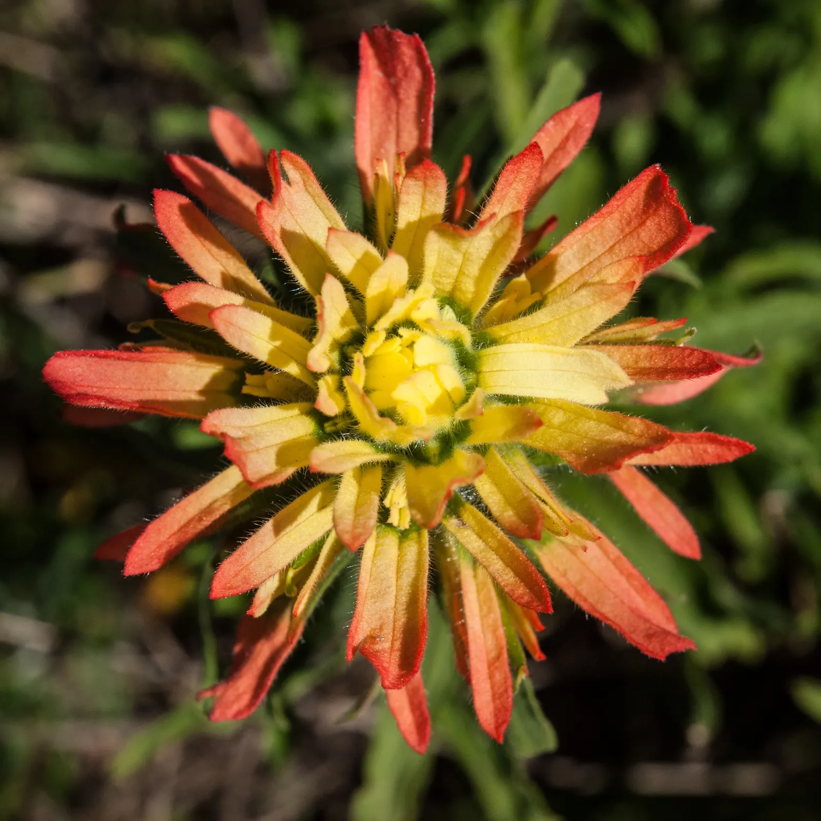 Indian Paintbrush (Castilleja Affinis) — Drought-tolerant once established, it requires minimal supplemental water; indian Paintbrush, Castilleja, image 151