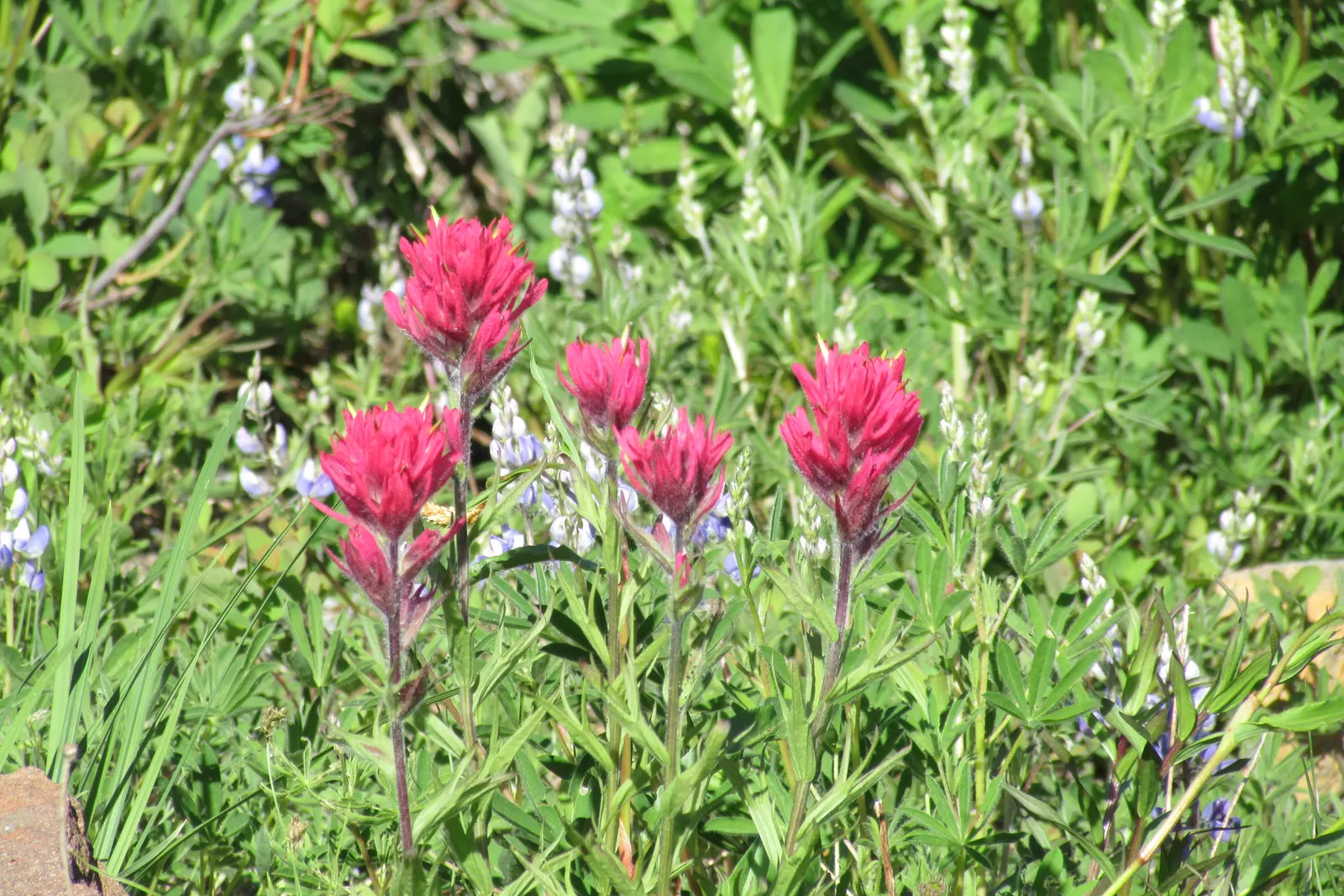 Indian Paintbrush (Castilleja Affinis) — Plant in clusters for a striking visual impact; orange and pink and red flowers in the garden, image 85