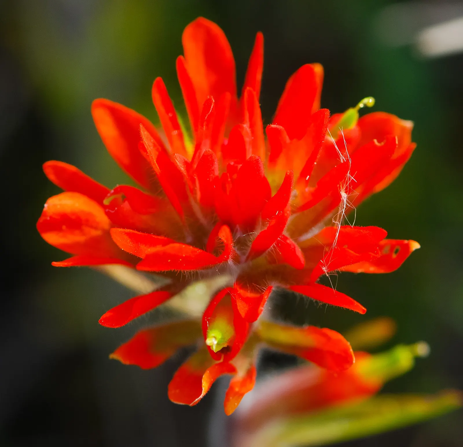 Indian Paintbrush (Castilleja Affinis) — perennial with orange and pink and red blooms; this makes Castilleja affinis a suitable candidate for, image 107
