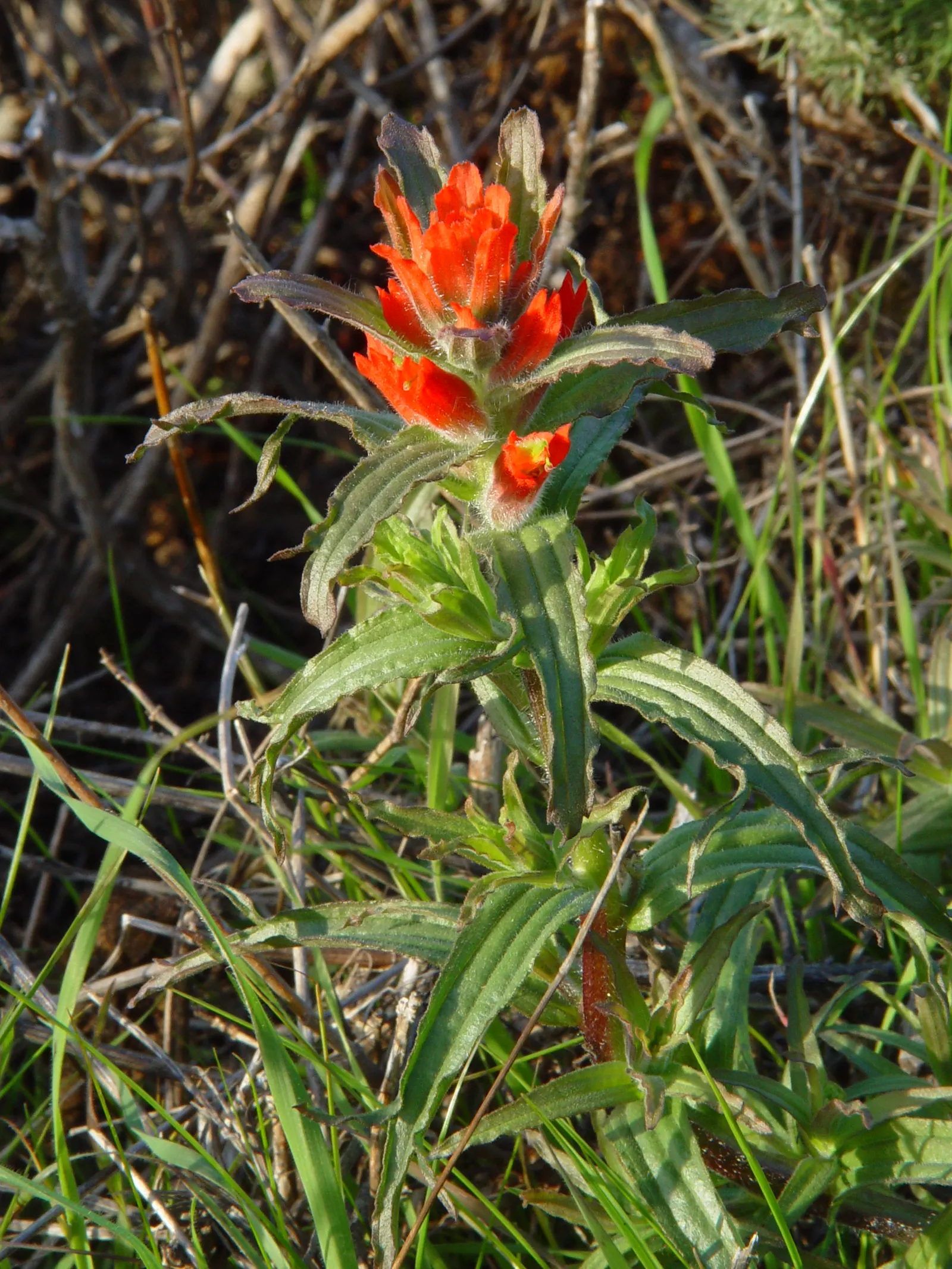 Indian Paintbrush (Castilleja Affinis) — are actually modified leaves; perennial for full, image 147