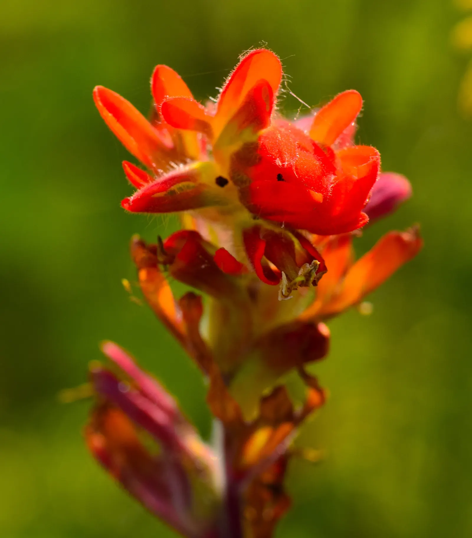 Indian Paintbrush (Castilleja Affinis) — perennial with orange and pink and red blooms; this makes Castilleja affinis a suitable candidate for, image 80